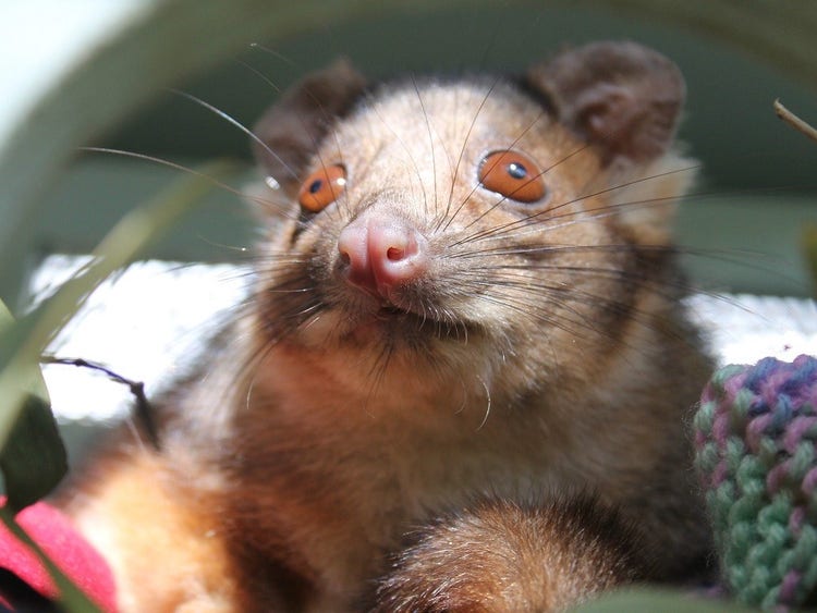 An adult common ringtail possum