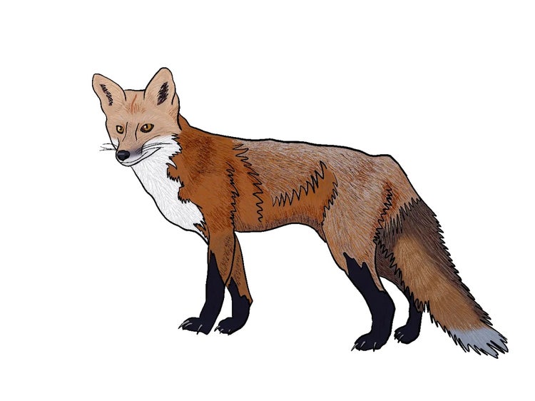 Illustration of a red fox showing its reddish-brown fur, white chest and bushy white-tipped tail.