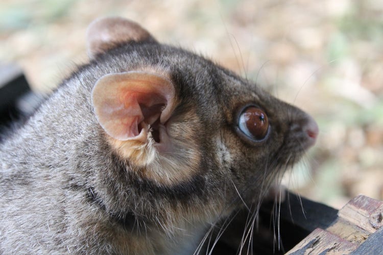 Common ringtail possum face