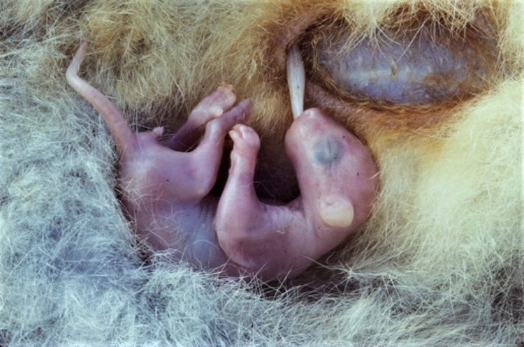 Possum joey