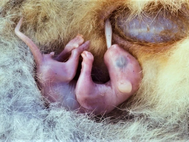 Tiny common ringtail possum joey about the size of a jellybean.