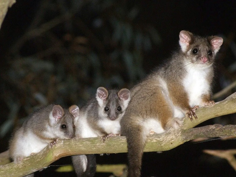 Mother common ringtail possum with her young in a tree.