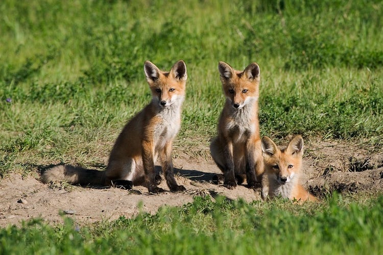 Three young foxes sitting on a grassy ground with one half in a den.