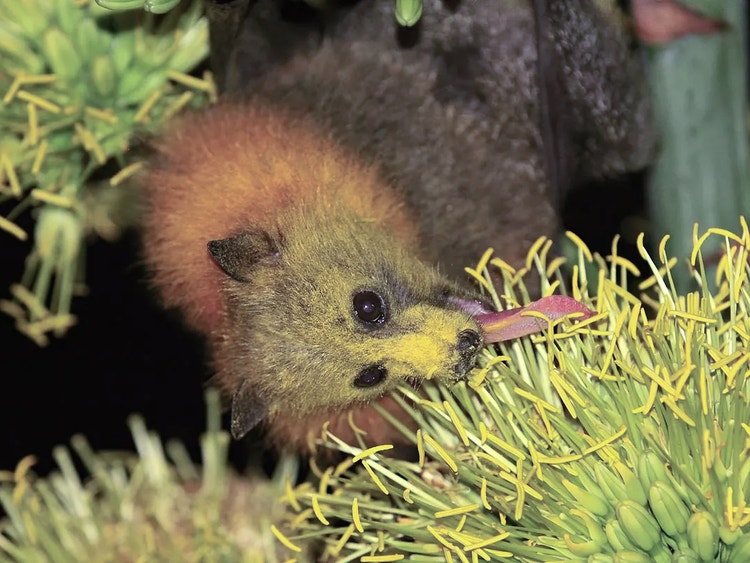 Grey-headed flying fox feeding on flower nectar with its tongue extended and its face covered in yellow pollen.