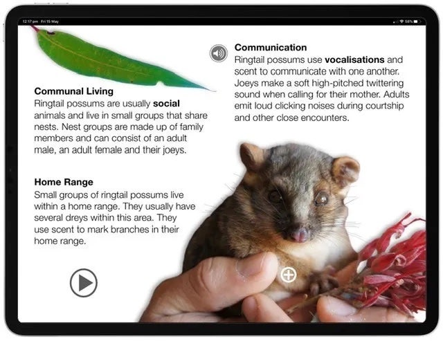 Screenshot of ring-tail possum digital book.