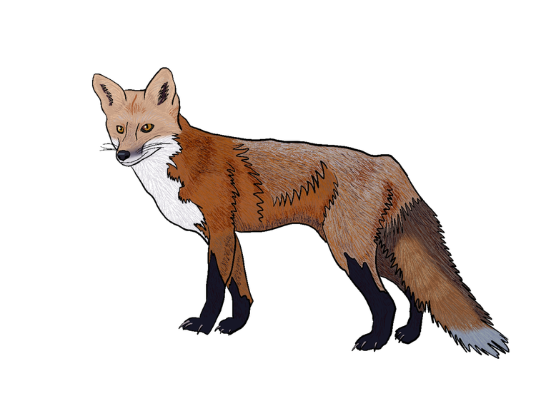 Illustration of a red fox