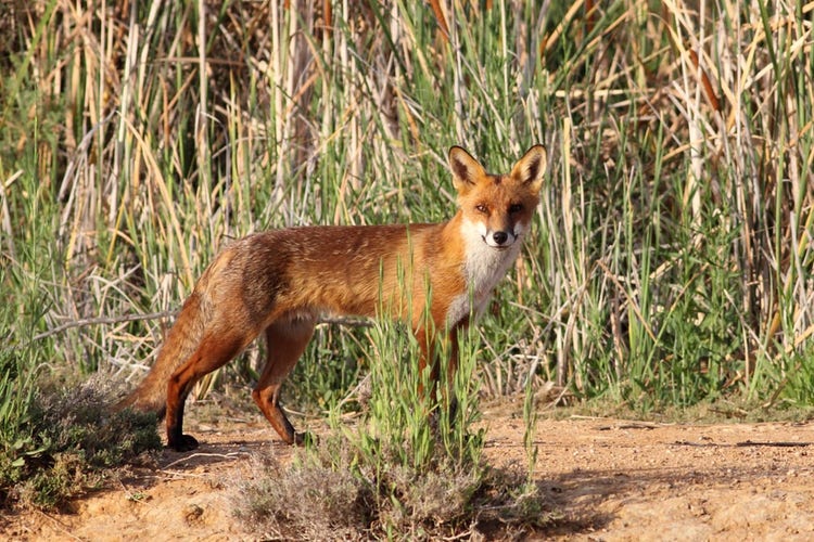 A red fox standing among tall grass.