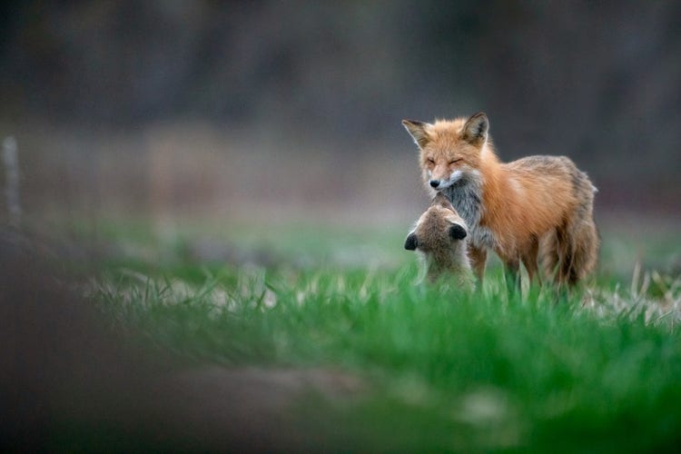 Adult fox and a cub together