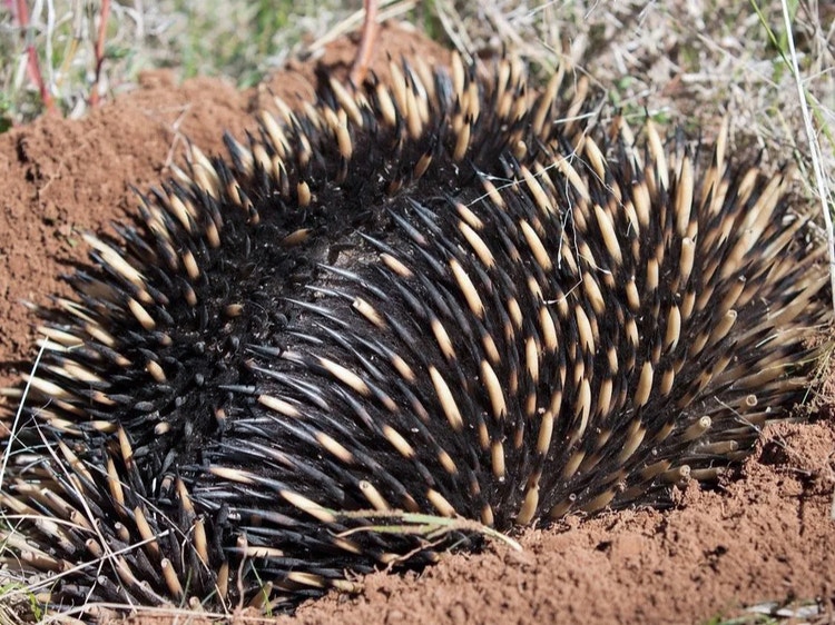 Short-beaked echidna wedged into the ground with only its strong sharp spines exposed for protection.