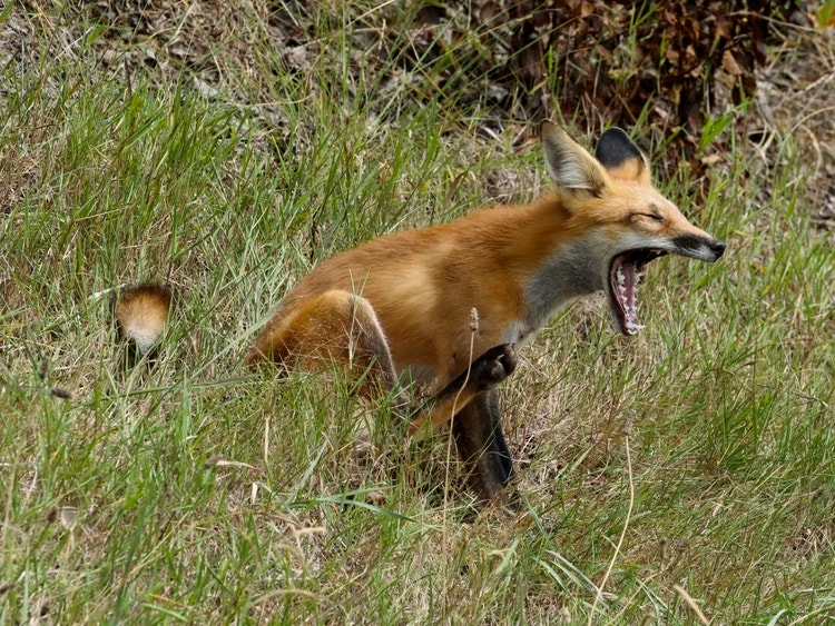 Red fox sitting on the ground with its mouth open, displaying its sharp teeth used for eating meat.