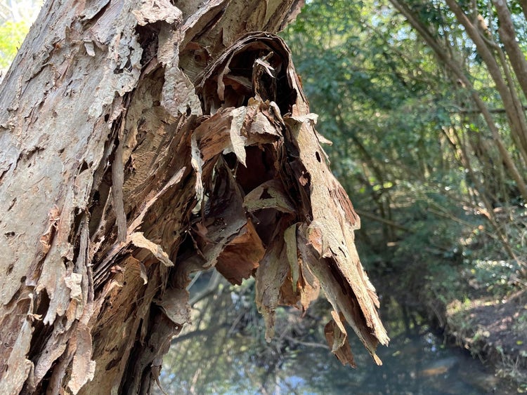 Layers of thin flaky bark hanging off a trunk of a tree