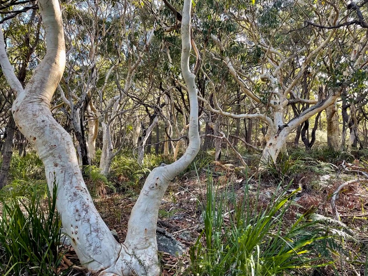 Scribbly gum forest of many pale-trunked trees with low spreading branches growing in sandy soil near the coast.