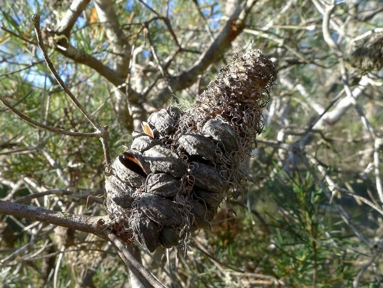 Dry woody hairpin banksia cone showing several opened round seed follicles.