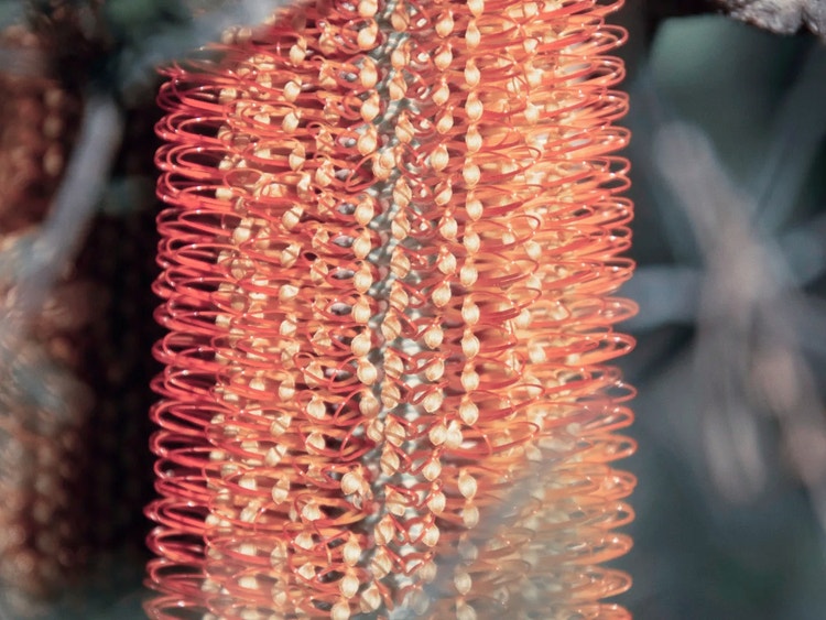 Close-up of a nectar-rich hairpin banksia flower spike with rounded styles, resembling a hairbrush.