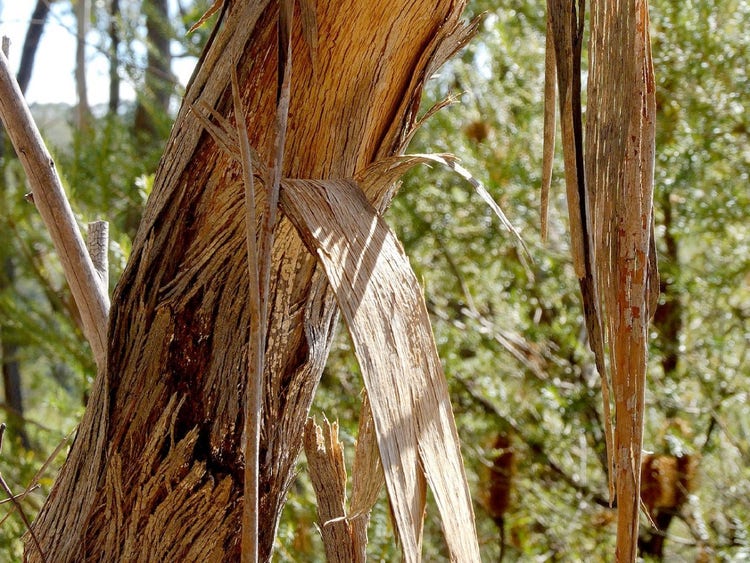 Ribbons of rough bark hang from a tree trunk