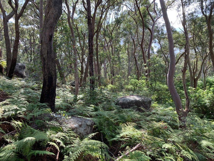 Bracken fern plants covering the ground in a forest with trees and rocks