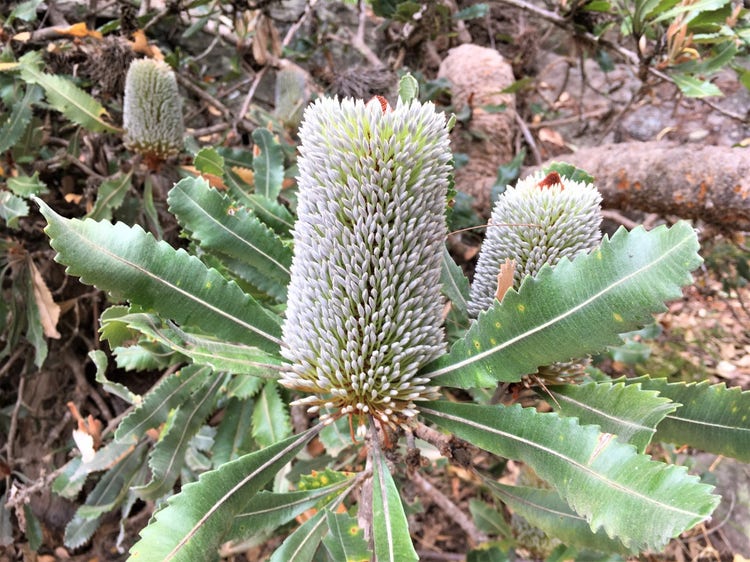 Leaves with zig-zag edges and bottle-brush shaped flower cones.