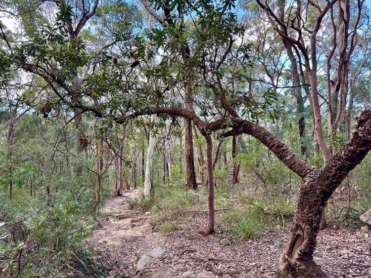 Narrow dirt track through woodland with shrubs and trees including a rough barked old man banksia tree.l
