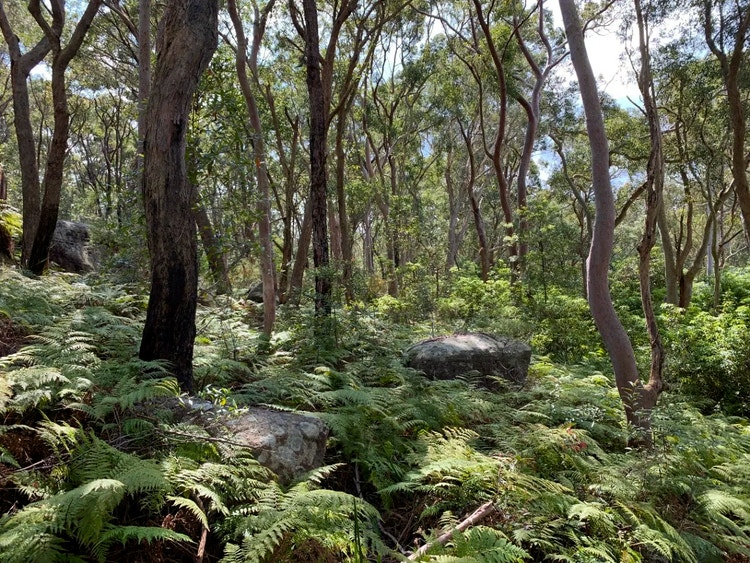 Bracken fern plants forming dense green ground cover in a forest with trees, rocks and shaded gully.