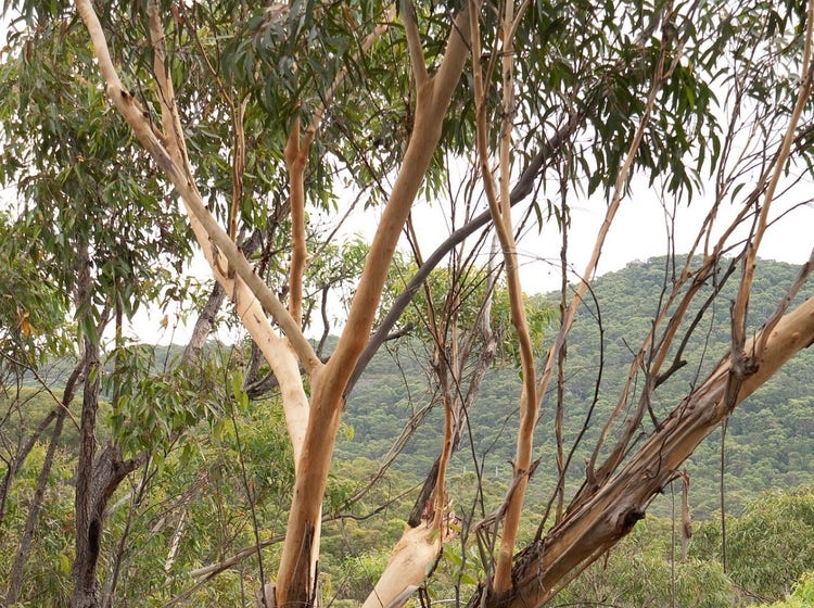 Vertical leaves in the top of a Sydney peppermint tree