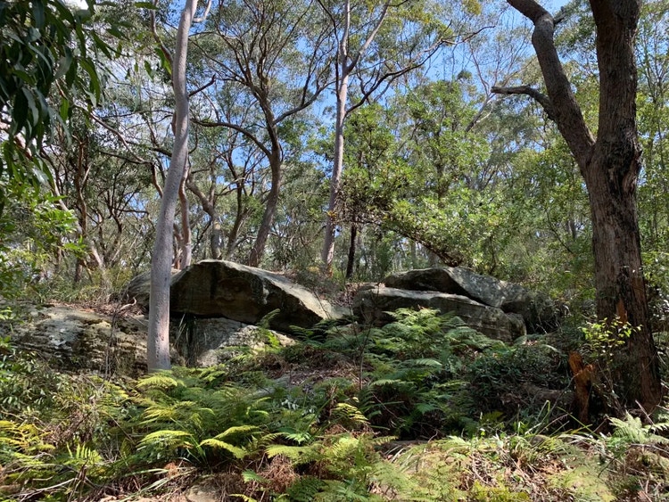 Eucalypt forest with sandstone rocks, gum trees, grasses, shrubs and patches of bracken ferns on the slope.