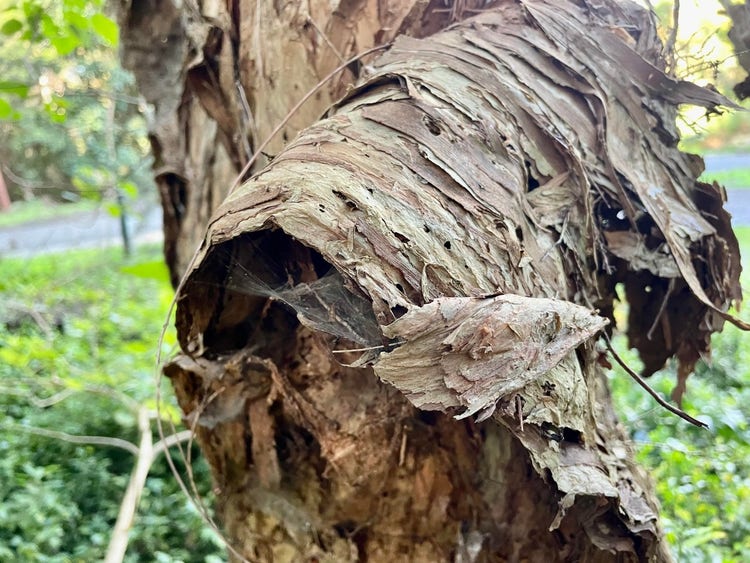 A curved piece of paperbark with a spider’s web under it attached to the sides of the curve