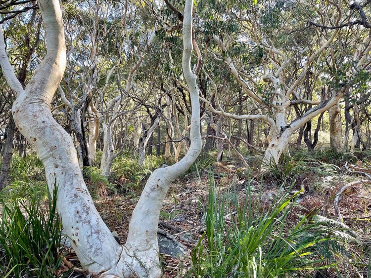 Many pale trunked trees with low stretching branches