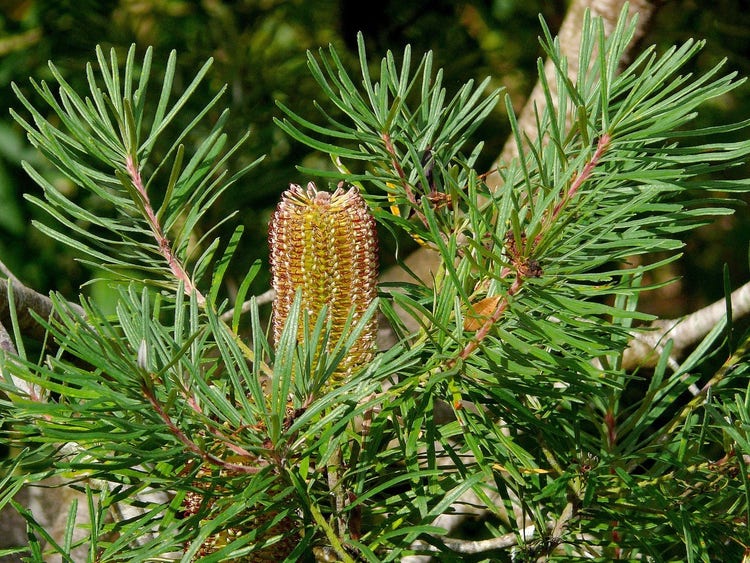 Long narrow leaves with a rounded end. Cone shaped flower shaped like a hair brush.