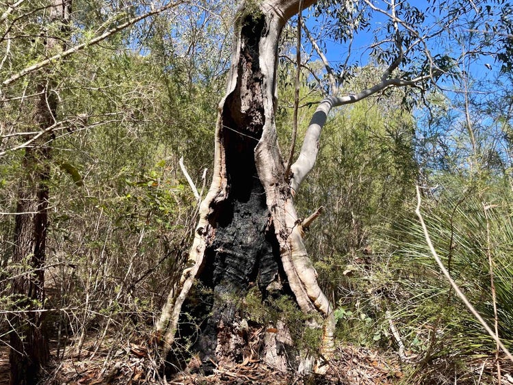 Trunk of a tree with large triangular burn section and living section behind it.