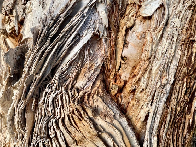 Thin layers of paper-like bark, layered like pages in a book