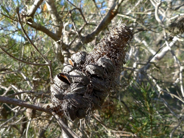 Dry woody banksia cone with opened round seedpod