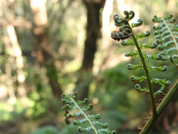 Partly coiled feathery fronds