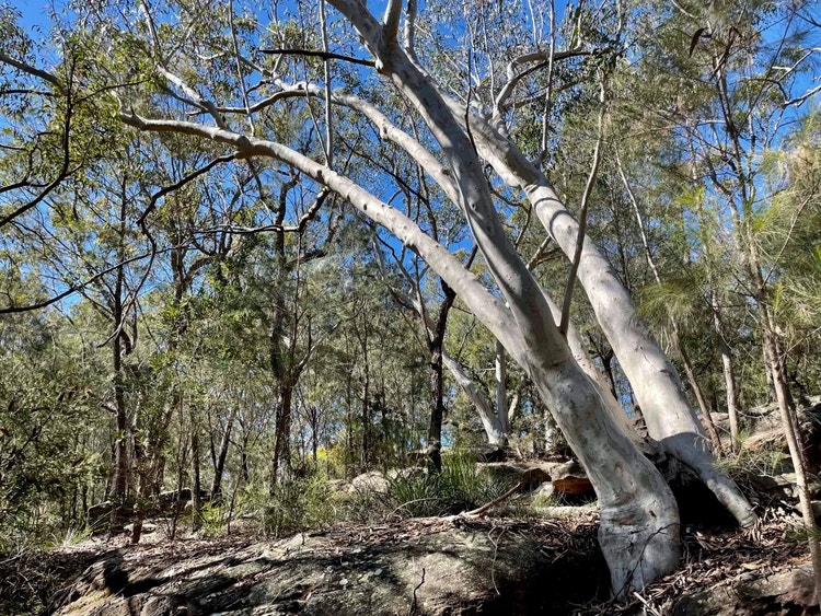 Scribbly gum tree with pale trunks growing among large Hawkesbury sandstone rocks on a ridge.