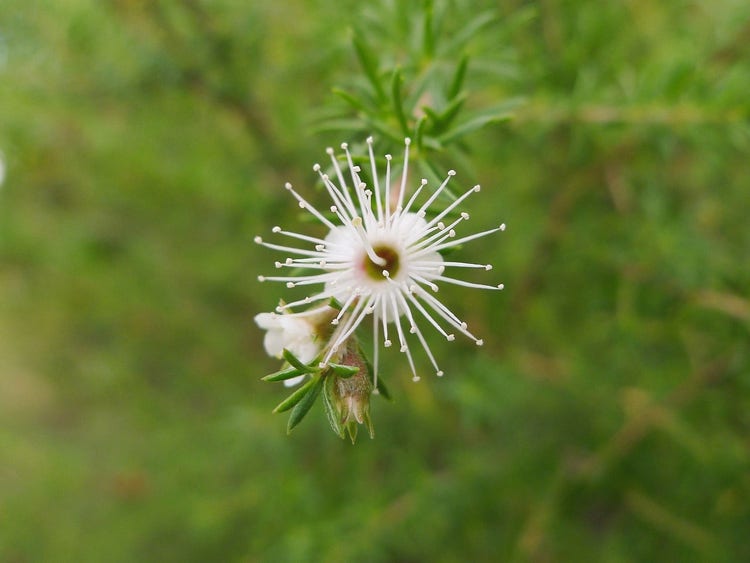 A small white feathery kuzea flower