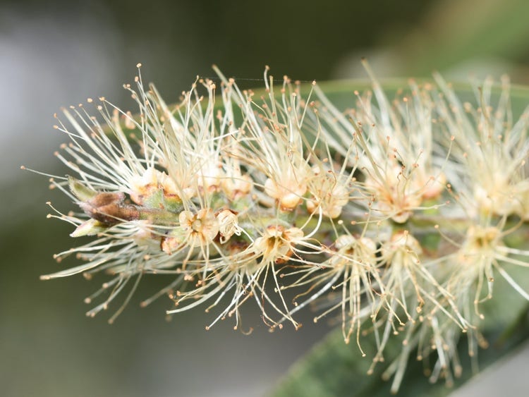 Long fine stamens in clusters like a hairbrush, with tiny petals at the base