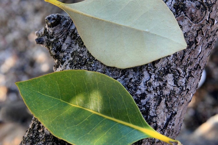 Shiny green top surface of a grey mangrove leaf and furry light grey surface of the underside of a grey mangrove leaf
