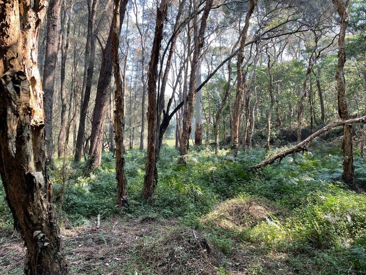 Paper-bark tree trunks with ferns and weeds underneath them, some piles of weeds