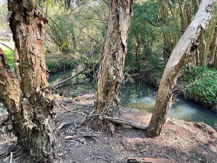 Three paper-bark tree trunks growing on a muddy bank very close to a creek