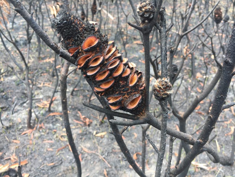 Open follicles on a blackened banksia cone. The surroundings have been burnt.