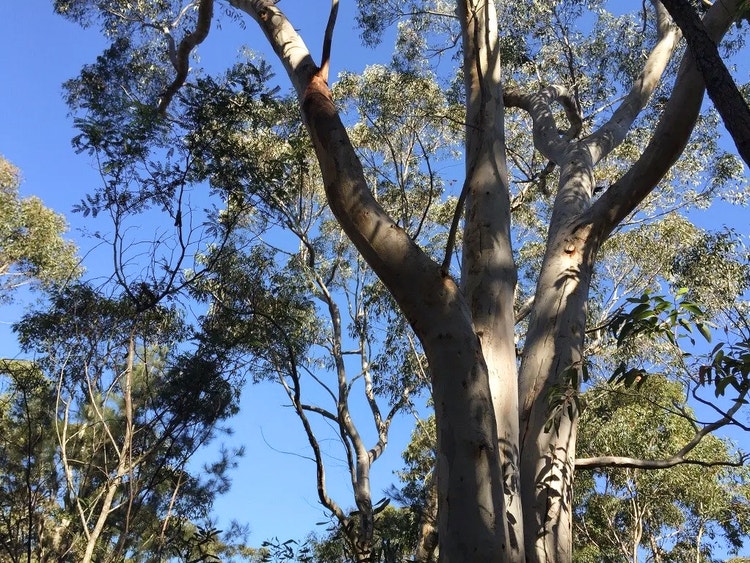 Open scribbly gum woodland with widely spaced trunks and branches allowing sunlight to reach the ground.
