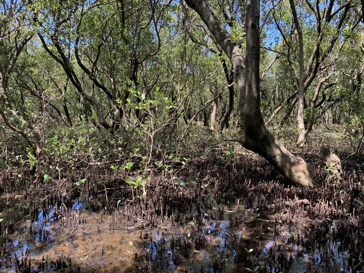 Muddy ground with pencil like roots sticking up under low trees with spreading and twisted branches