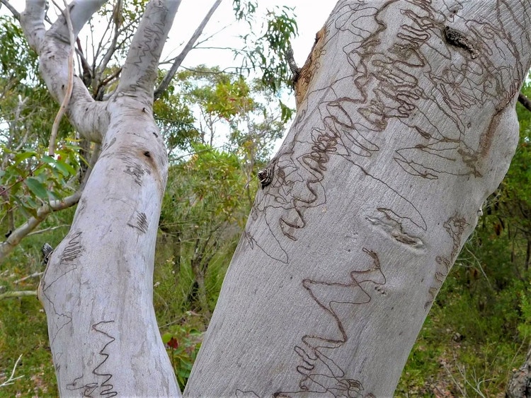 Close-up of white scribbly gum bark covered in dark squiggly lines made by scribbly gum moth larvae.