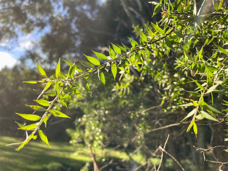 Narrow branch with small spiky leaves