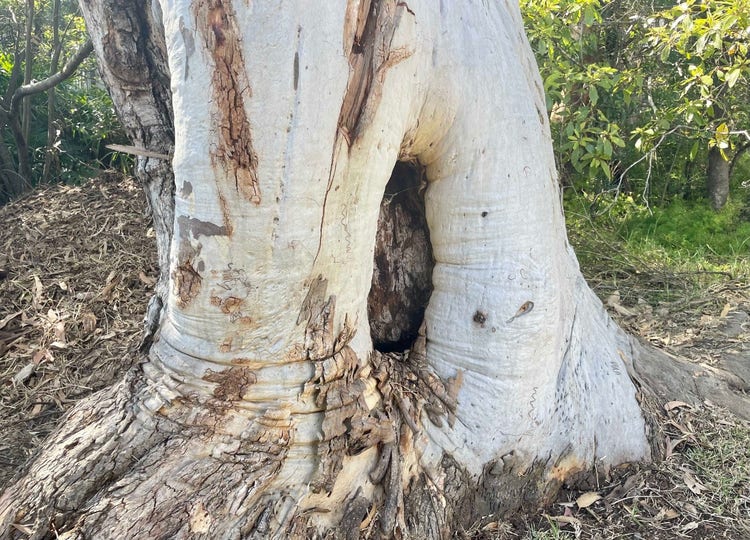 Base of tree trunk with oval indentation with dead wood inside it