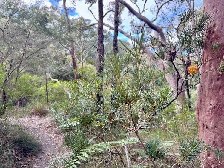 Narrow dirt track with hairpin banksia with flower cone beside track