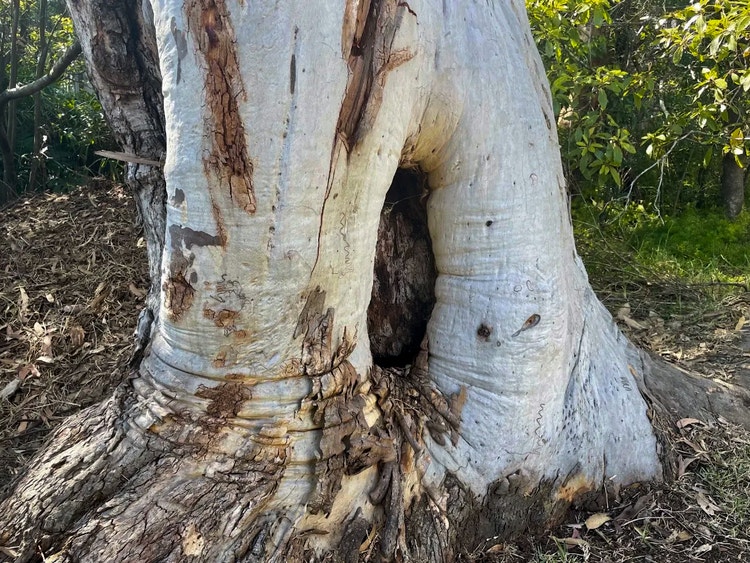 Base of a scribbly gum scar tree showing an oval scar where a coolamon was cut from the trunk.