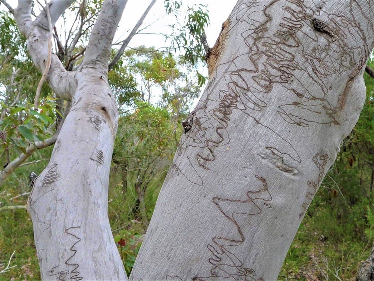 Scribbly lines on the trunk of a smooth-barked tree