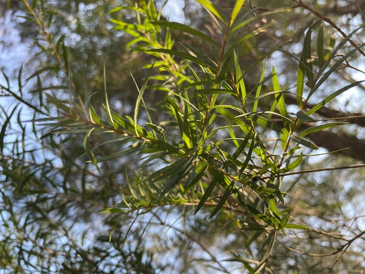 Narrow leaves on a branch