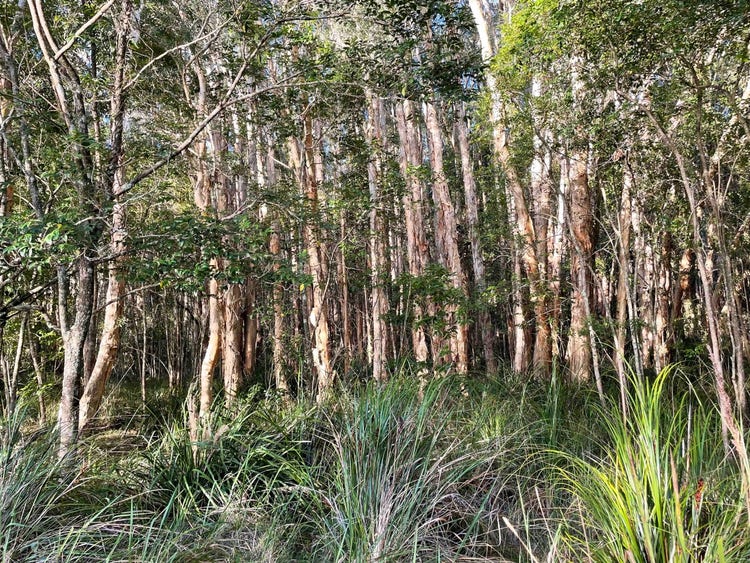 Many narrow straight trunks of trees with flaking bark with tall grasses underneath them.