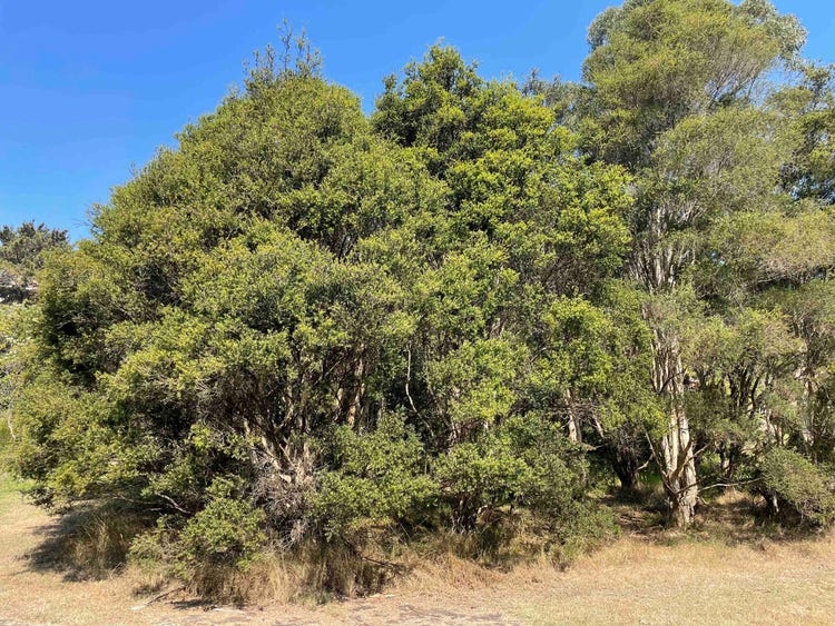 Small trees with very thick canopy